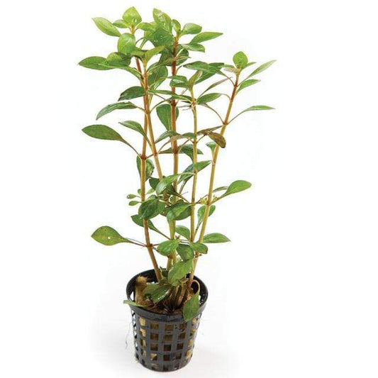 Pisces Enterprises 5cm Pot Narrow Ludwigia 5cm pot