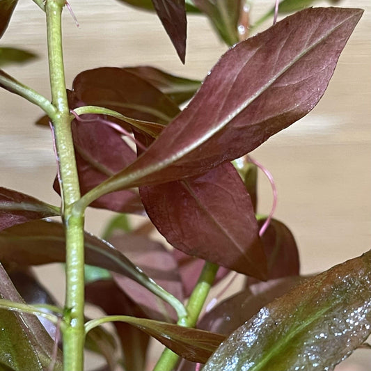 Pisces Enterprises 5cm Pot Narrow Ludwigia 5cm pot