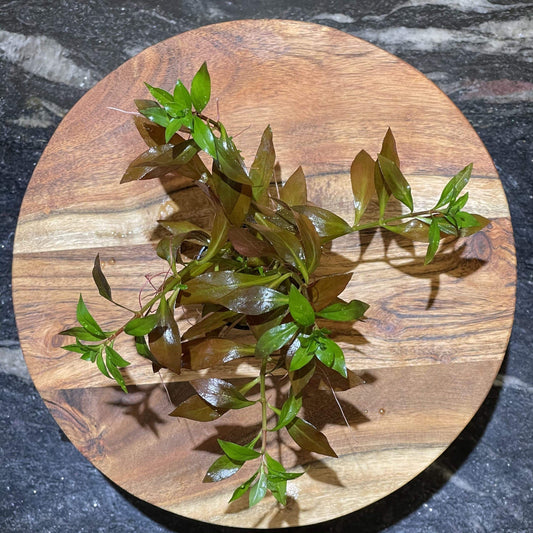 Pisces Enterprises 5cm Pot Narrow Ludwigia 5cm pot
