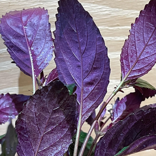 Pisces Enterprises 5cm Pot Purple Temple 5cm Pot