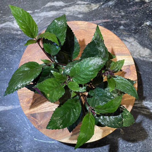 Pisces Enterprises 5cm Pot Purple Temple 5cm Pot