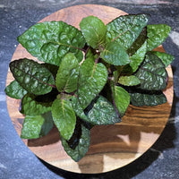 Pisces Enterprises 5cm Pot Purple Waffle 5cm Pot