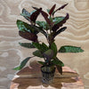 Pisces Enterprises 5cm Pot Purple Waffle 5cm Pot