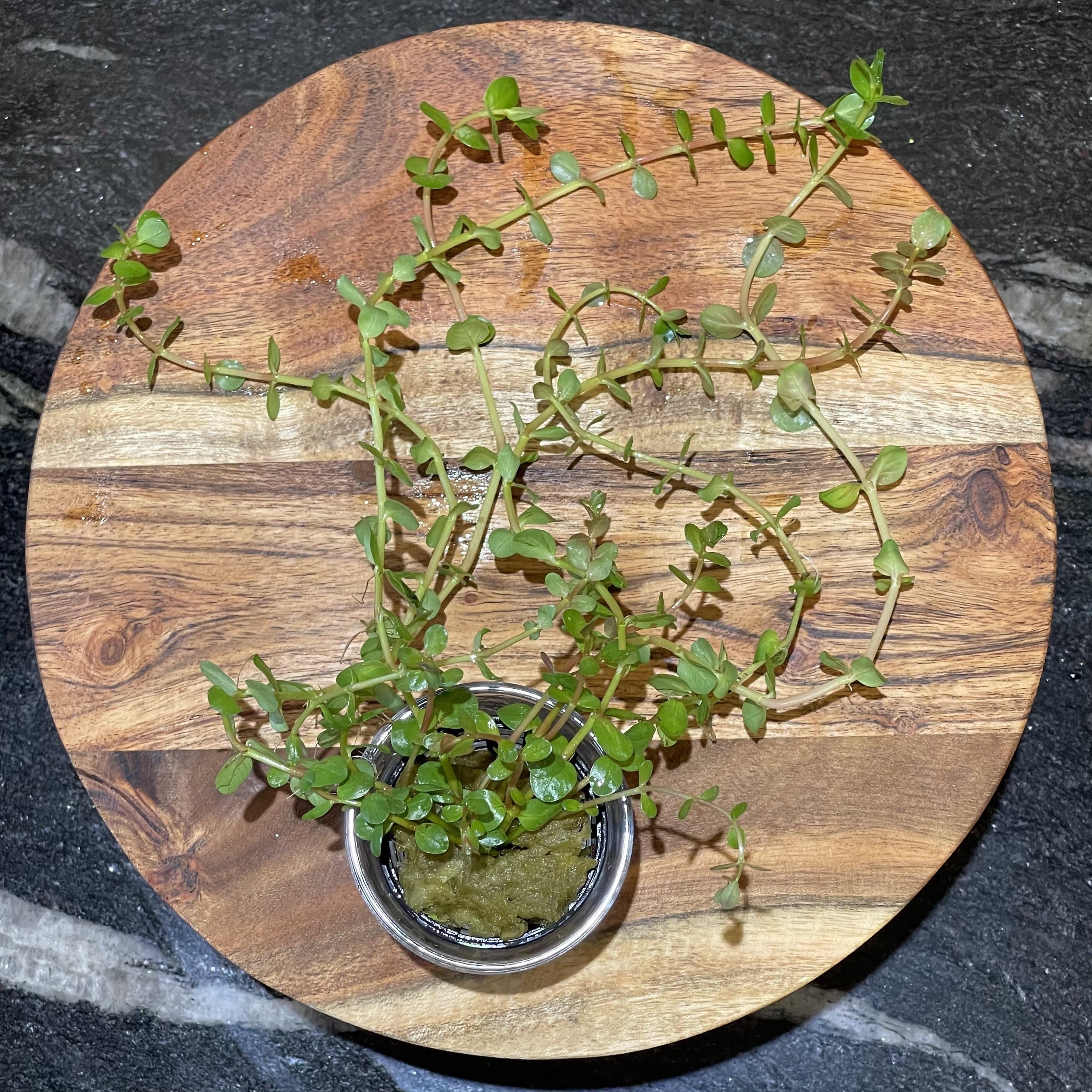 Pisces Enterprises 5cm Pot Rotala Rotundifolia 5cm Pot