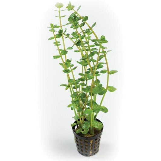 Pisces Enterprises 5cm Pot Rotala Rotundifolia 5cm Pot