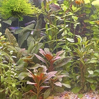 Pisces Enterprises 5cm Pot Scarlet Ludwigia Bunch