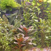 Pisces Enterprises 5cm Pot Scarlet Ludwigia Bunch