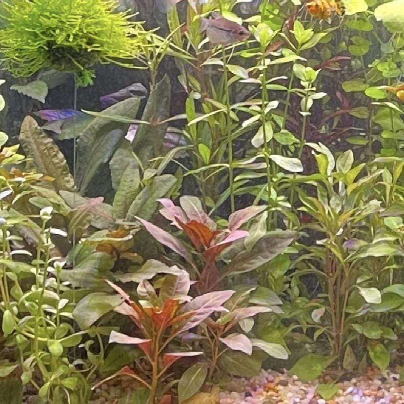 Pisces Enterprises 5cm Pot Scarlet Ludwigia Bunch