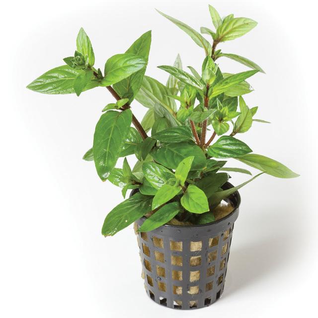 Pisces Enterprises 5cm Pot Staurogyne 5cm Pot