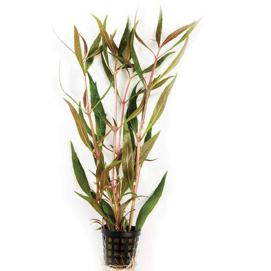 Pisces Enterprises 5cm Pot Telanthera 5cm pot