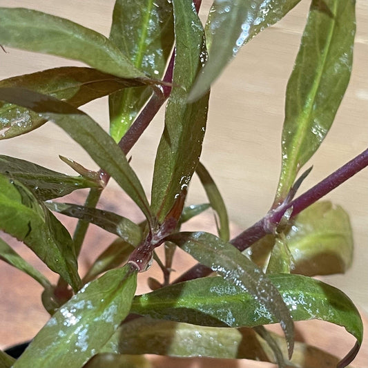 Pisces Enterprises 5cm Pot Telanthera 5cm pot