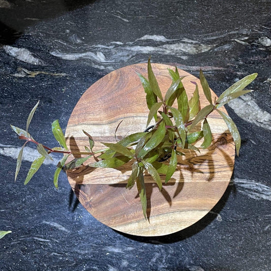 Pisces Enterprises 5cm Pot Telanthera 5cm pot