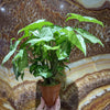 Load image into Gallery viewer, Pisces Enterprises Aquaponic Pot Borneo Sword Aquaponic Pot - Tank Topper - Green
