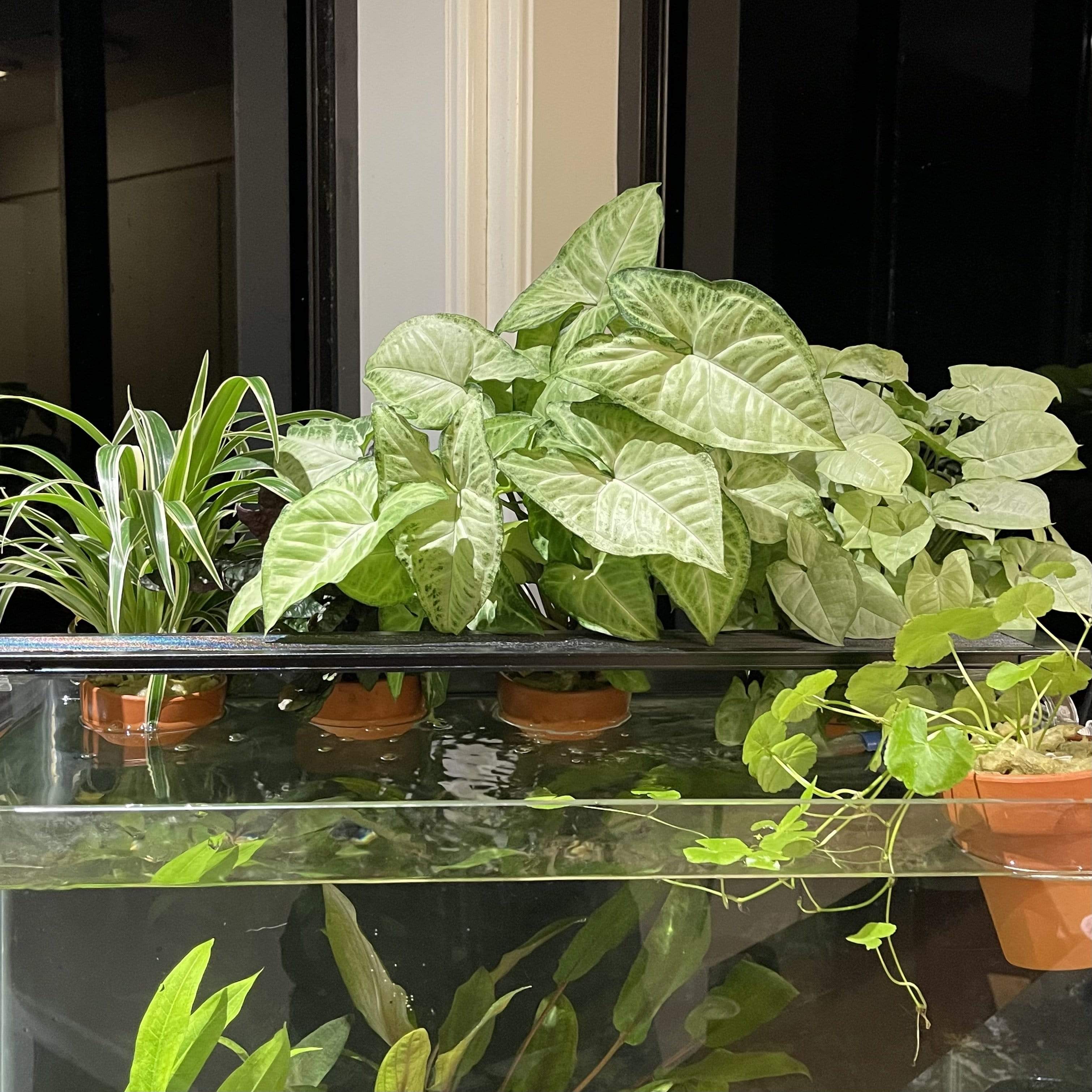 Aquaponic Tank Toppers - Aquarium Plants - Scapeshop Australia ...