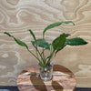 Pisces Enterprises Bare-root Plant Anubias Afzelli Bare-root Large Anubias Afzelli Bare-root 20cm - Aquarium Plants Australia