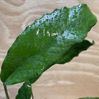 Pisces Enterprises Bare-root Plant Anubias Afzelli Bare-root Large Anubias Afzelli Bare-root 20cm - Aquarium Plants Australia