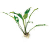 Load image into Gallery viewer, Pisces Enterprises Bare-root Plant Anubias Afzelli Bare-root Large Anubias Afzelli Bare-root 20cm - Aquarium Plants Australia