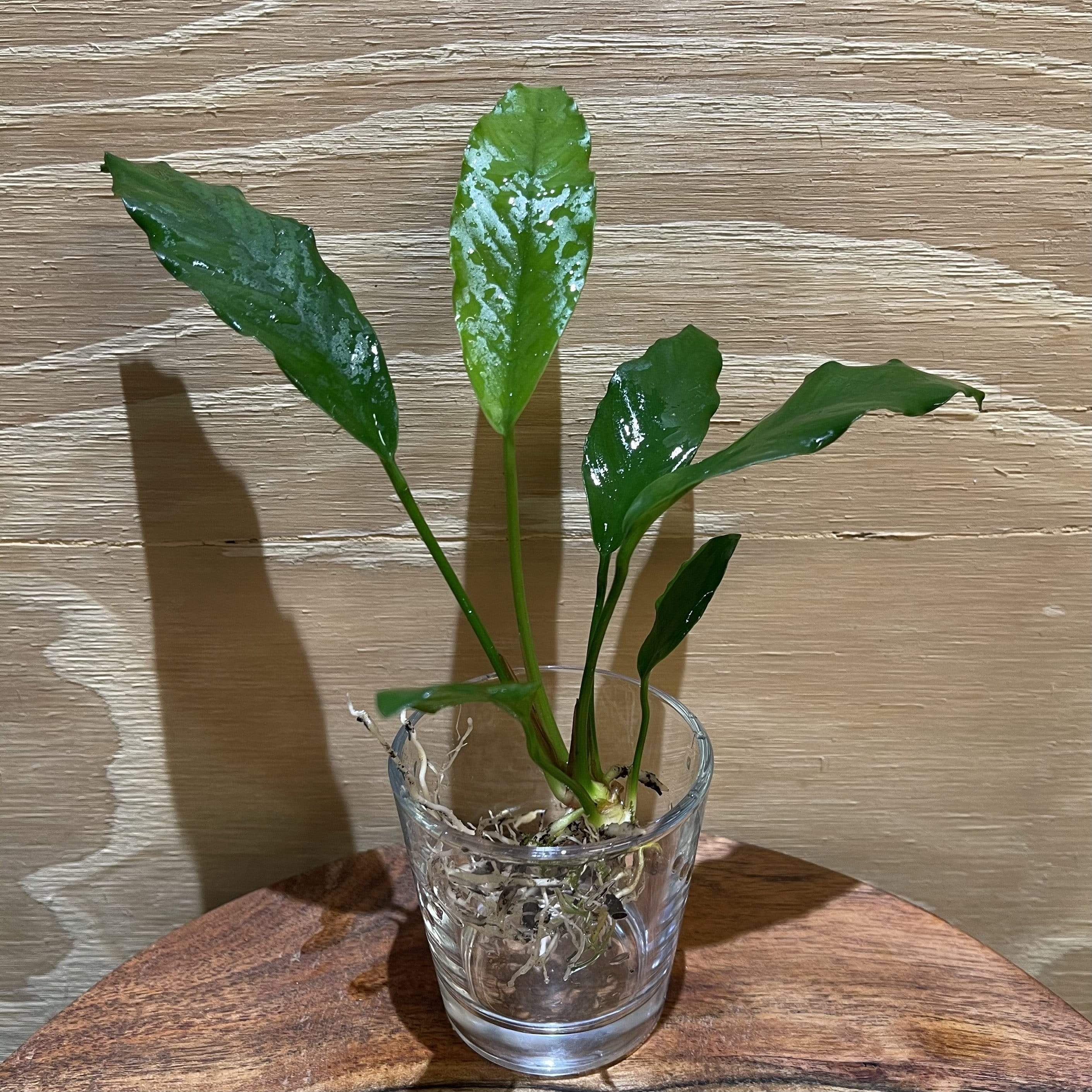 Pisces Enterprises Bare-root Plant Anubias Afzelli Bare-root Small Anubias Afzelli Bare-root 10-20cm - Aquarium Plants