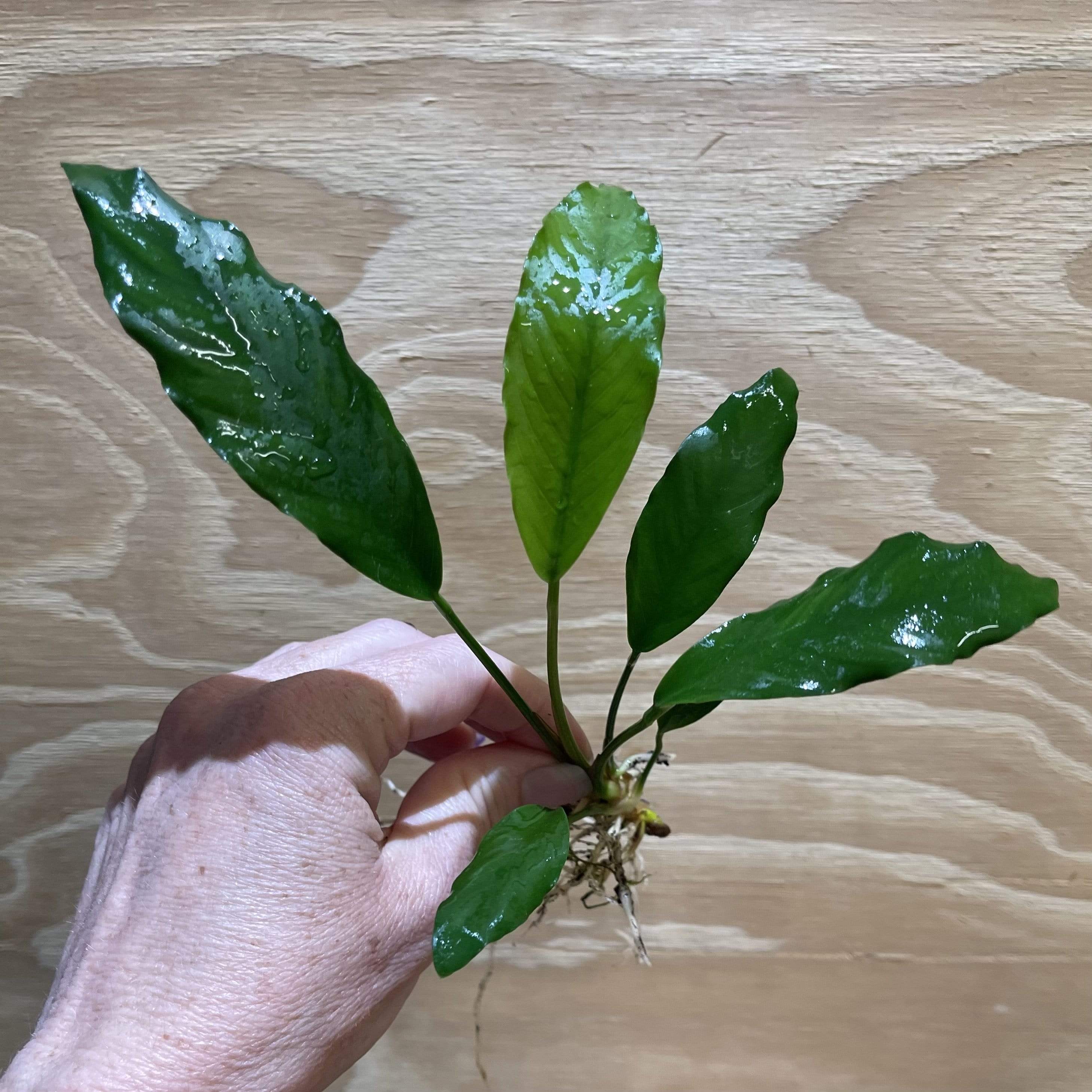 Pisces Enterprises Bare-root Plant Anubias Afzelli Bare-root Small Anubias Afzelli Bare-root 10-20cm - Aquarium Plants