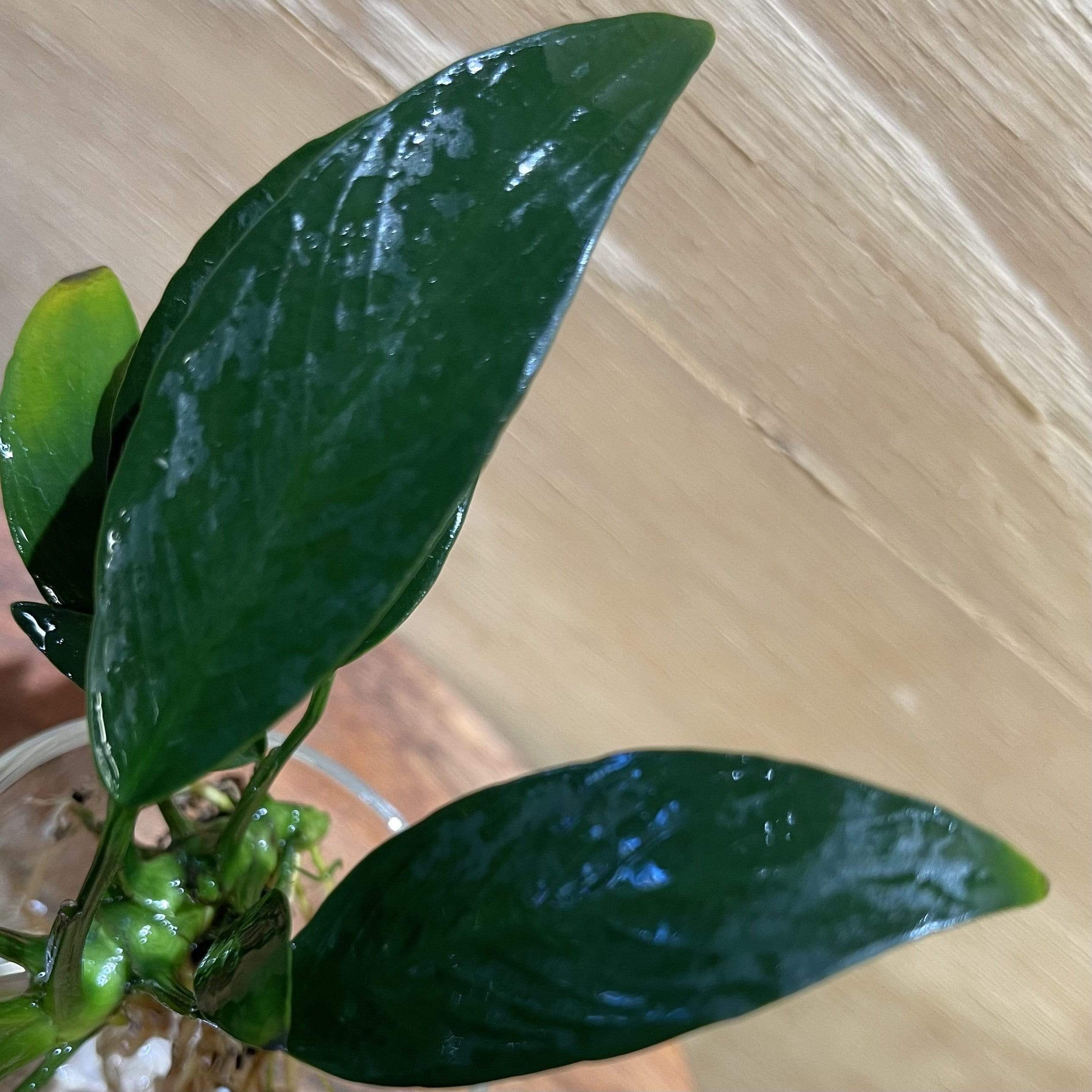 Pisces Enterprises Bare-root Plant Anubias Afzelli ‘Old-type’ Bare-root Large Anubias Afzelli Bare-root 20cm - Aquarium Plants Australia