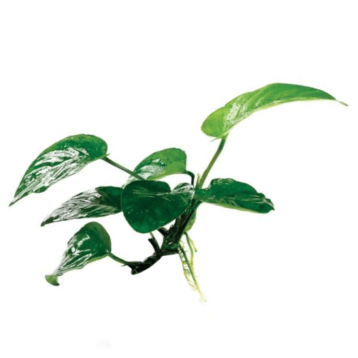 Pisces Enterprises Bare-root Plant Anubias Barteri Bare-root Extra-large Anubias Barteri Bare-root 30cm - Aquarium Plants Australia