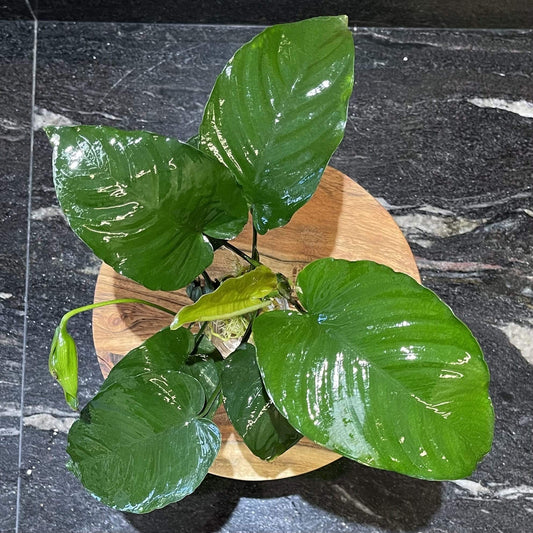 Pisces Enterprises Bare-root Plant Anubias Barteri Bare-root Large Anubias Barteri Bare-root 10-20cm Aquarium Plants Australia