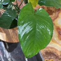 Pisces Enterprises Bare-root Plant Anubias Barteri Bare-root Large Anubias Barteri Bare-root 10-20cm Aquarium Plants Australia