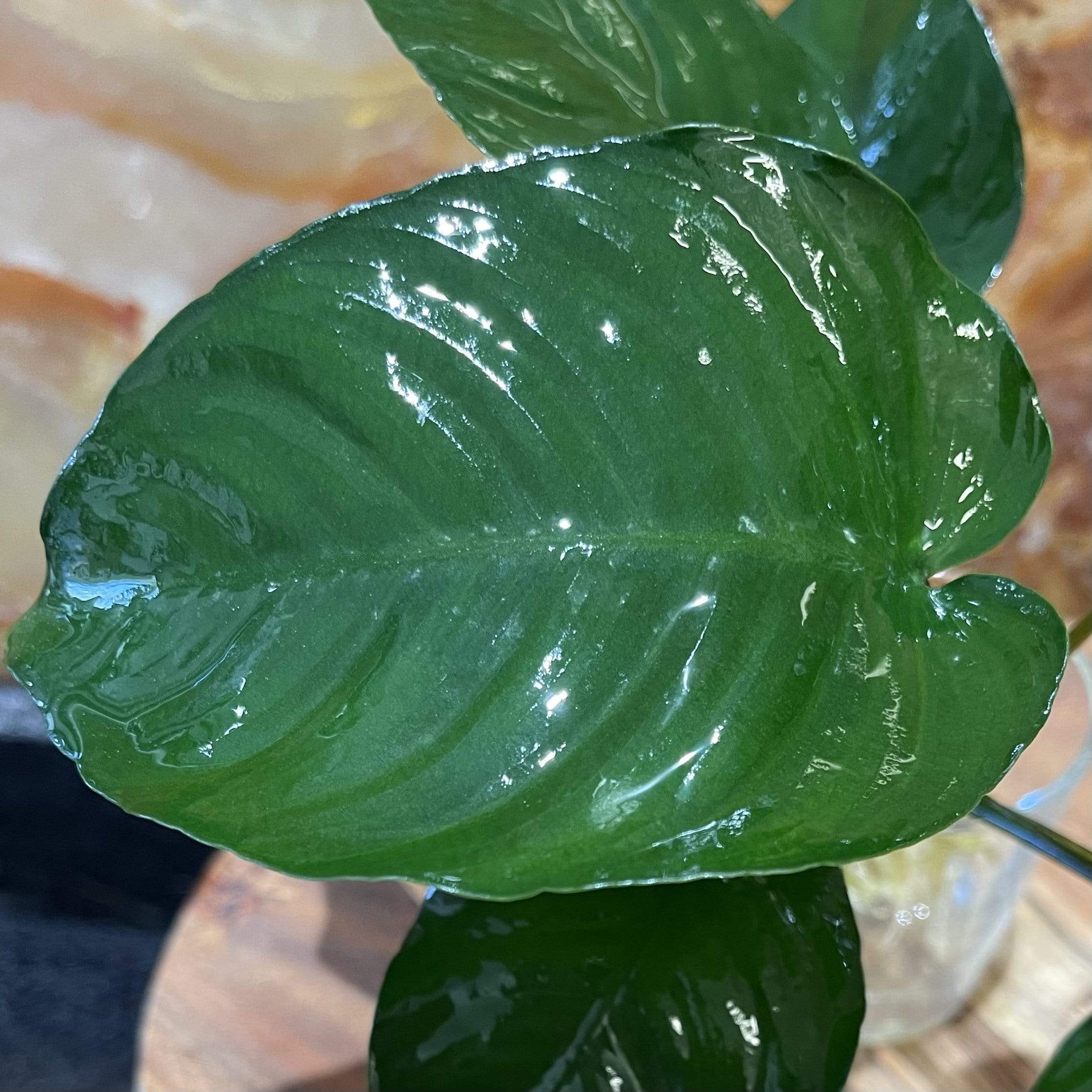 Pisces Enterprises Bare-root Plant Anubias Barteri Bare-root Small Anubias Barteri Bare-root 10-20cm Aquarium Plants Australia