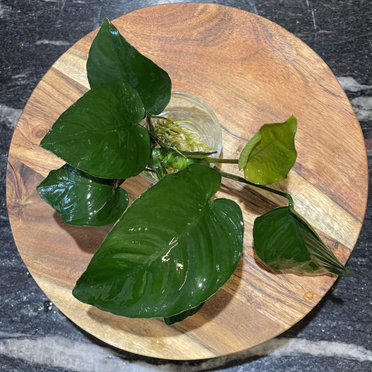 Pisces Enterprises Bare-root Plant Anubias Barteri Bare-root Small Anubias Barteri Bare-root 10-20cm Aquarium Plants Australia