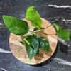 Pisces Enterprises Bare-Root Anubias Barteri 'Old-type' Bare-root Large Anubias Barteri Old-type 5cm Pot - Aquarium Plants Australia