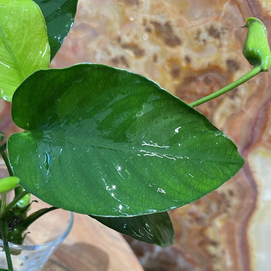 Pisces Enterprises Bare-root Plant Anubias Barteri 'Old-type' Bare-root Small Anubias Barteri Old-type 5cm Pot - Aquarium Plants Australia
