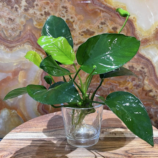 Pisces Enterprises Bare-root Plant Anubias Barteri 'Old-type' Bare-root Small Anubias Barteri Old-type 5cm Pot - Aquarium Plants Australia
