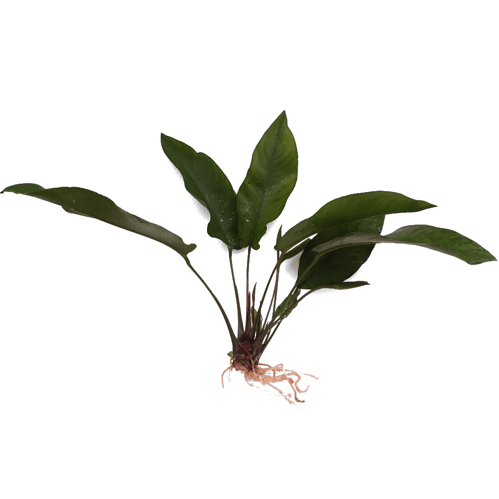 Pisces Enterprises Bare-root Plant Anubias Broad Hybrid Bare-root Large Anubias Broad Hybrid Bare-root - Aquarium Plants Australia