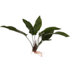 Load image into Gallery viewer, Pisces Enterprises Bare-root Plant Anubias Broad Hybrid Bare-root Large Anubias Broad Hybrid Bare-root - Aquarium Plants Australia