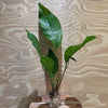 Pisces Enterprises Bare-root Plant Anubias Broad Hybrid Bare-root Large Anubias Broad Hybrid Bare-root - Aquarium Plants Australia