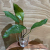 Pisces Enterprises Bare-root Plant Anubias Broad Hybrid Bare-root Small Anubias Broad Hybrid Bare-root - Aquarium Plants Australia