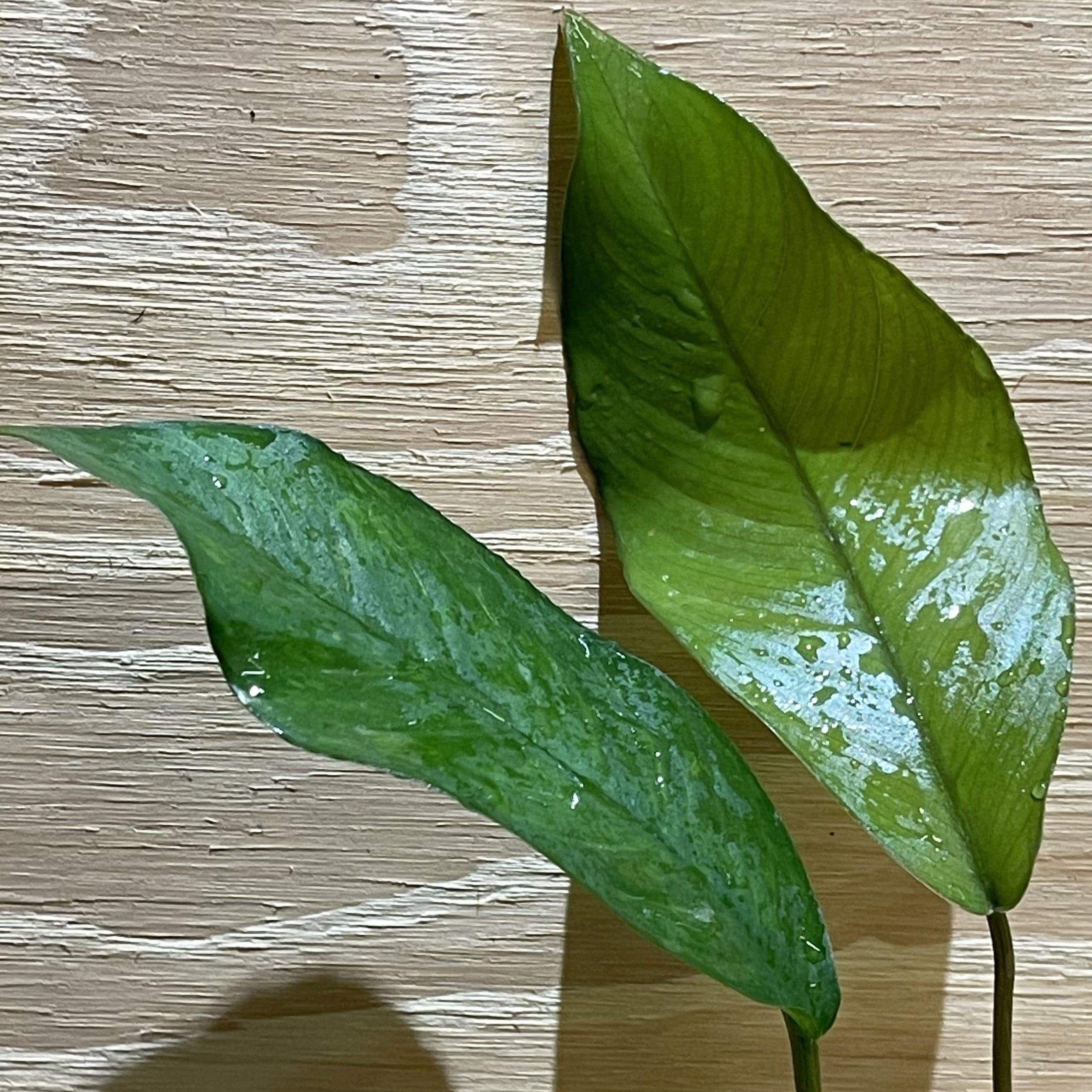 Pisces Enterprises Bare-root Plant Anubias Broad Hybrid Bare-root Small Anubias Broad Hybrid Bare-root - Aquarium Plants Australia