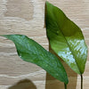 Load image into Gallery viewer, Pisces Enterprises Bare-root Plant Anubias Broad Hybrid Bare-root Small Anubias Broad Hybrid Bare-root - Aquarium Plants Australia