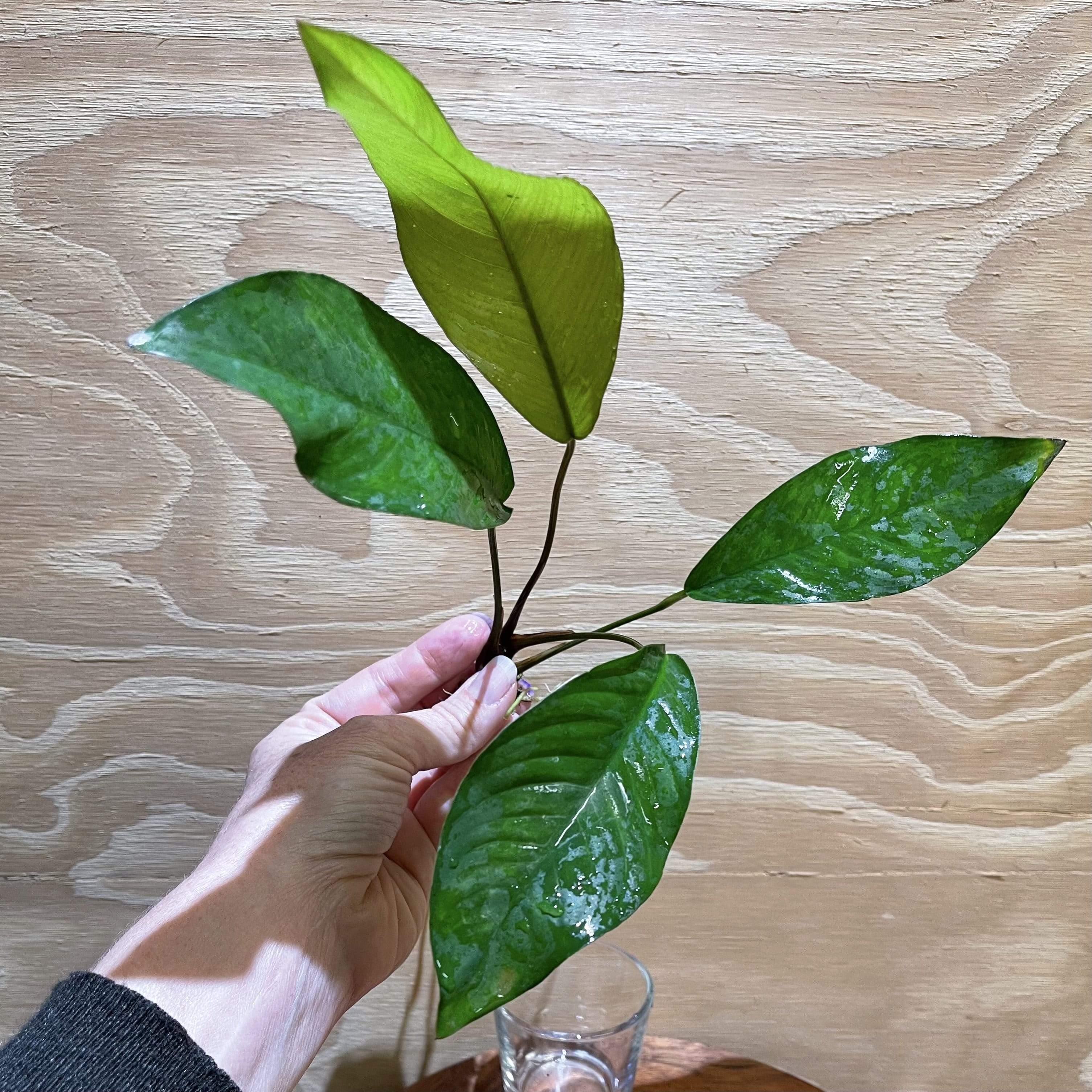 Pisces Enterprises Bare-root Plant Anubias Broad Hybrid Bare-root Small Anubias Broad Hybrid Bare-root - Aquarium Plants Australia