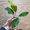 Load image into Gallery viewer, Pisces Enterprises Bare-root Plant Anubias Broad Hybrid Bare-root Small Anubias Broad Hybrid Bare-root - Aquarium Plants Australia