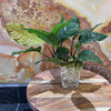 Load image into Gallery viewer, Pisces Enterprises Bare-root Plant Anubias Coffeefolia Bare-root Large Anubias Coffeefolia Bare-root - Aquarium Plants Australia