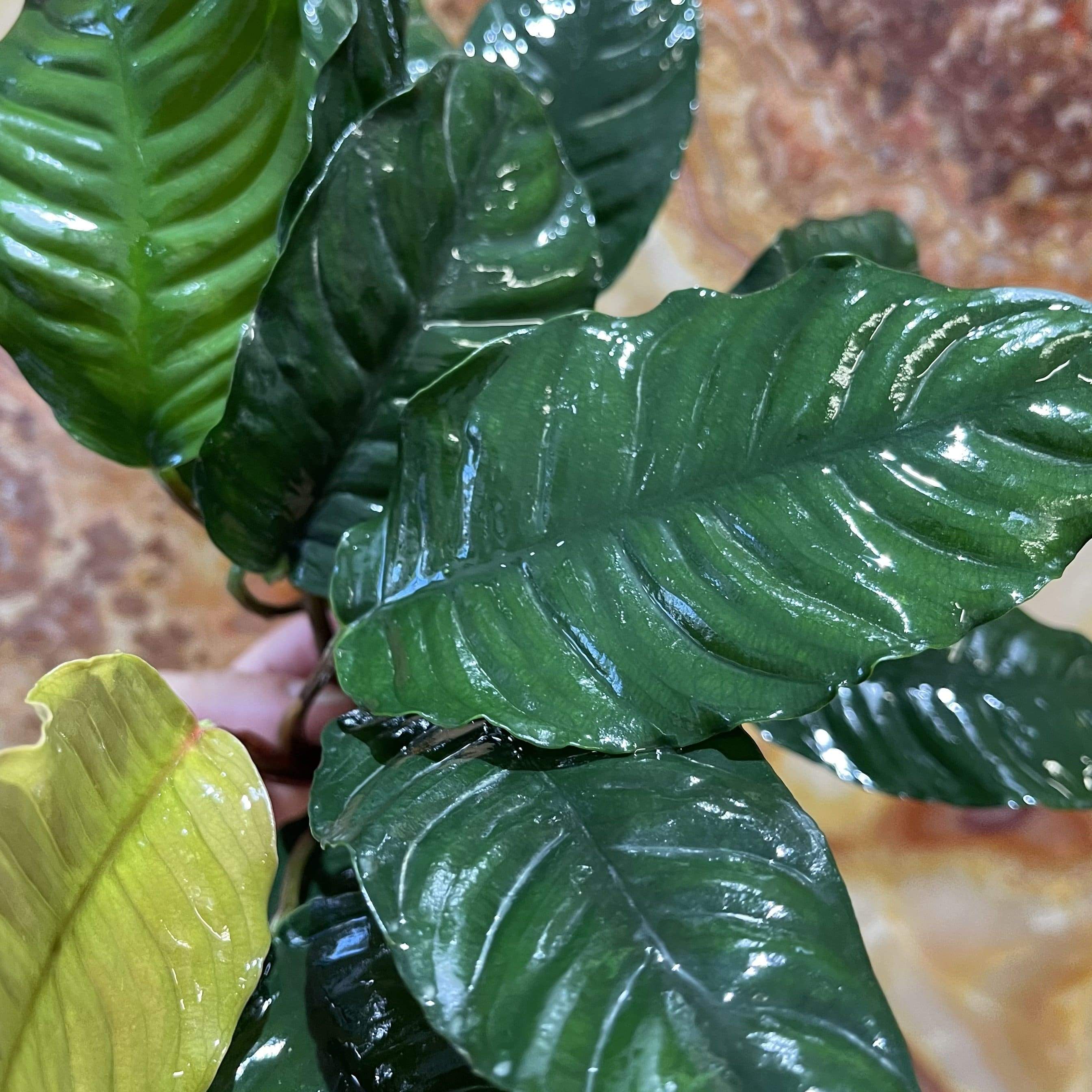 Pisces Enterprises Bare-root Plant Anubias Coffeefolia Bare-root Large Anubias Coffeefolia Bare-root - Aquarium Plants Australia