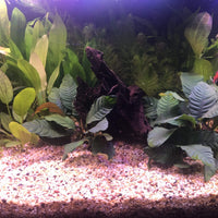 Pisces Enterprises Bare-root Plant Anubias Coffeefolia Bare-root Large Anubias Coffeefolia Bare-root - Aquarium Plants Australia