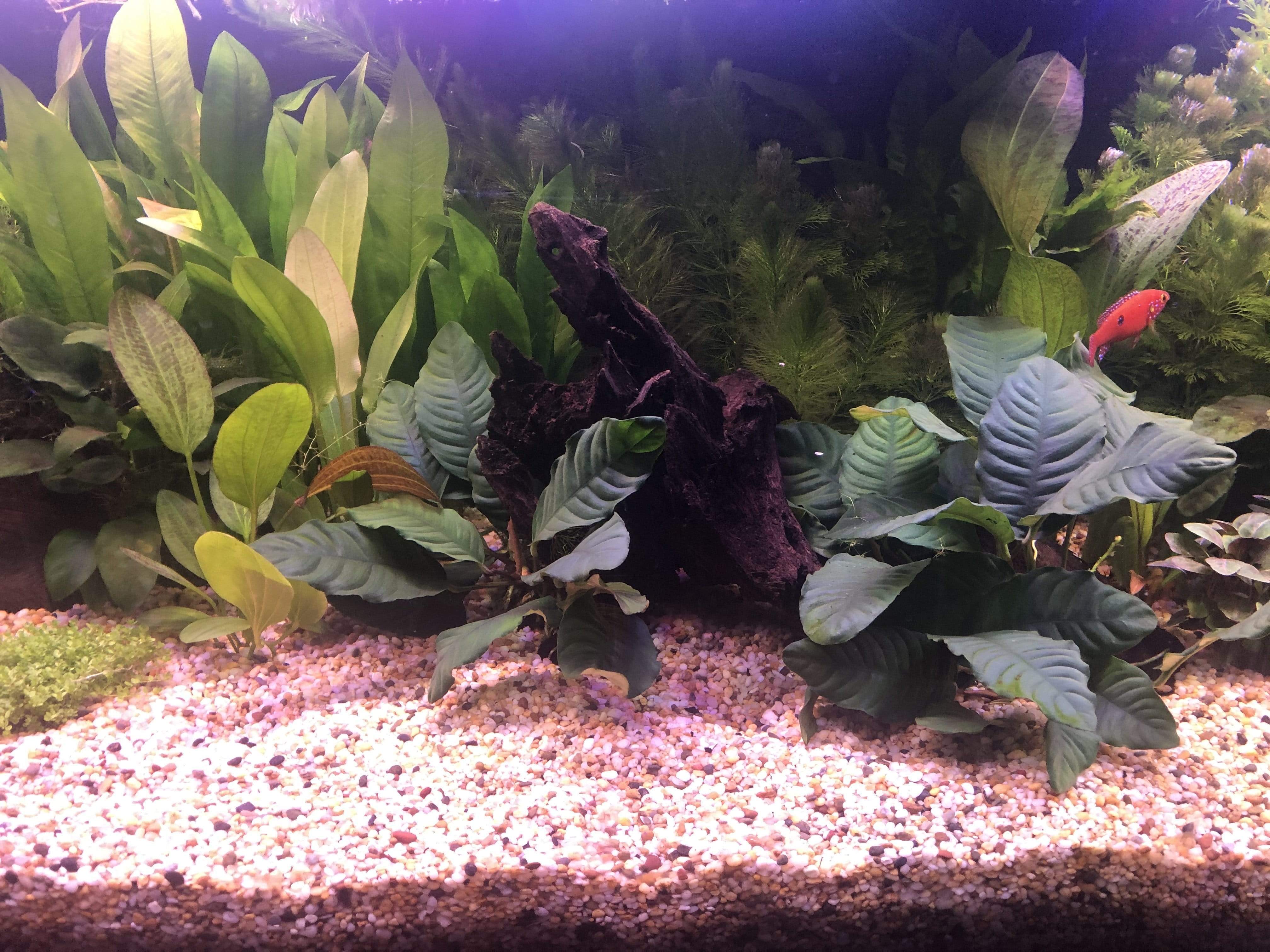 Pisces Enterprises Bare-root Plant Anubias Coffeefolia Bare-root Large Anubias Coffeefolia Bare-root - Aquarium Plants Australia