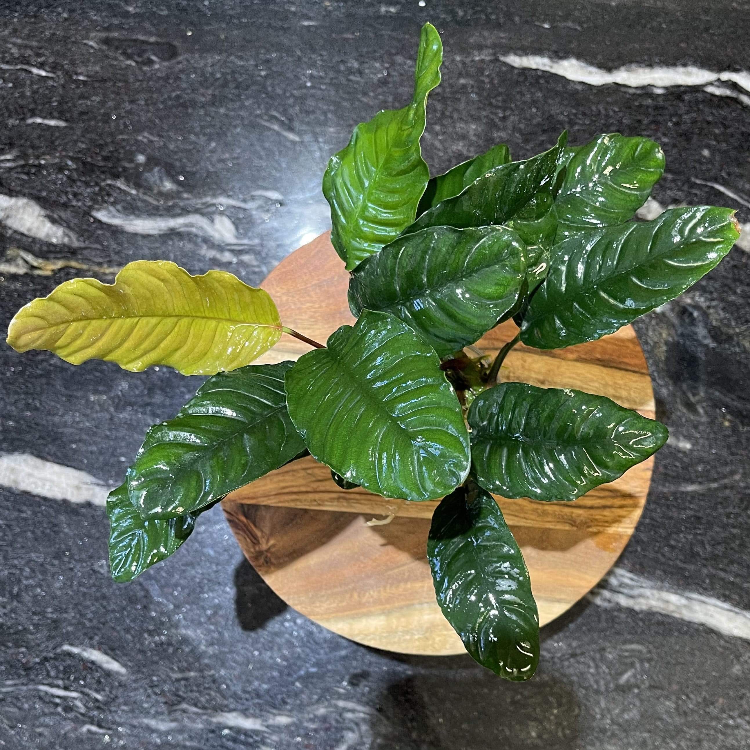 Pisces Enterprises Bare-root Plant Anubias Coffeefolia Bare-root Large Anubias Coffeefolia Bare-root - Aquarium Plants Australia