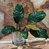 Pisces Enterprises Bare-root Plant Anubias Coffeefolia Bare-root Small Anubias Coffeefolia Bare-root - Aquarium Plants Australia