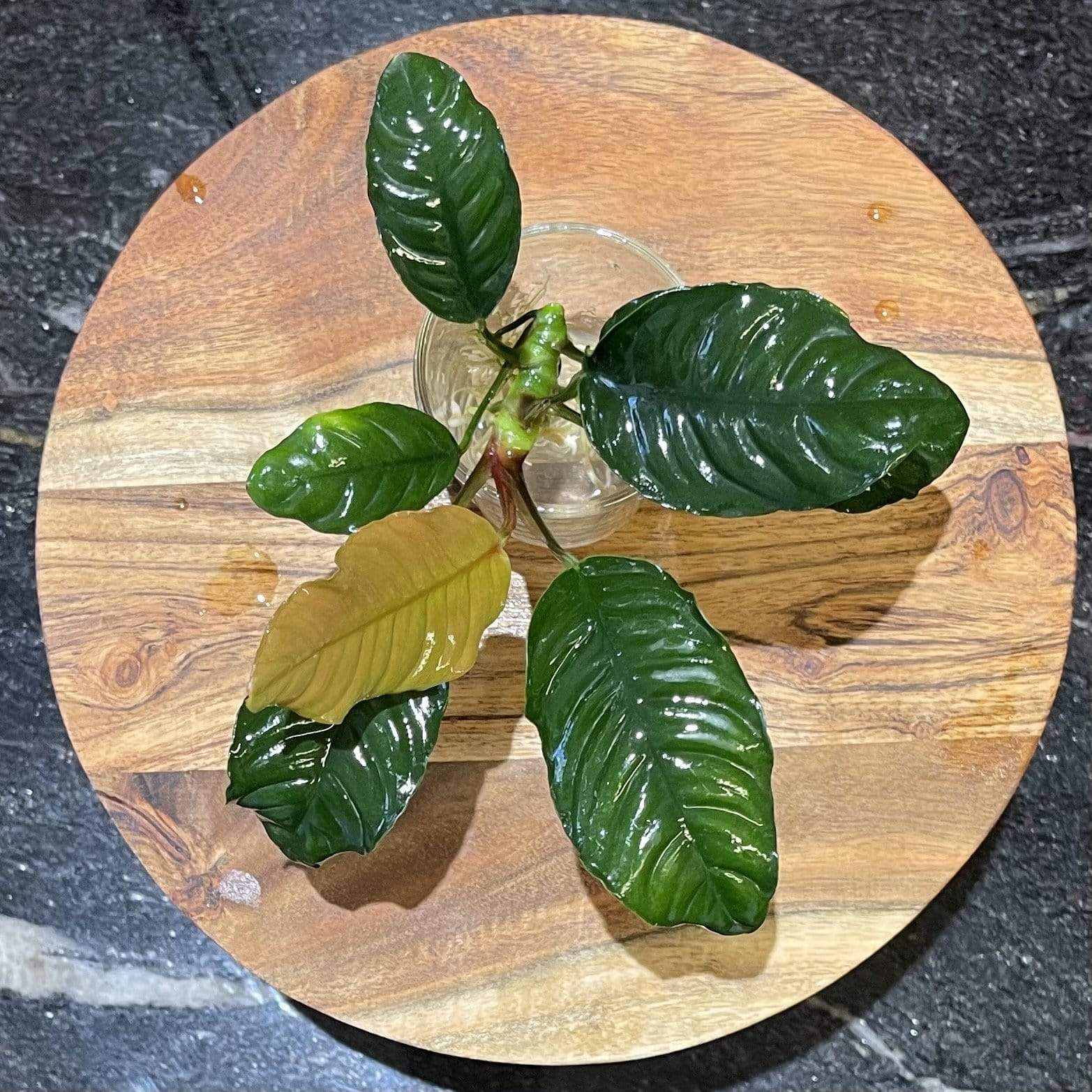 Pisces Enterprises Bare-root Plant Anubias Coffeefolia Bare-root Small Anubias Coffeefolia Bare-root - Aquarium Plants Australia