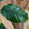 Load image into Gallery viewer, Pisces Enterprises Bare-root Plant Anubias Coffeefolia Bare-root Small Anubias Coffeefolia Bare-root - Aquarium Plants Australia