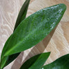 Pisces Enterprises Bare-root Plant Anubias Congensis Bare-root Large Anubias Congensis Bare-root - Aquarium Plants Australia