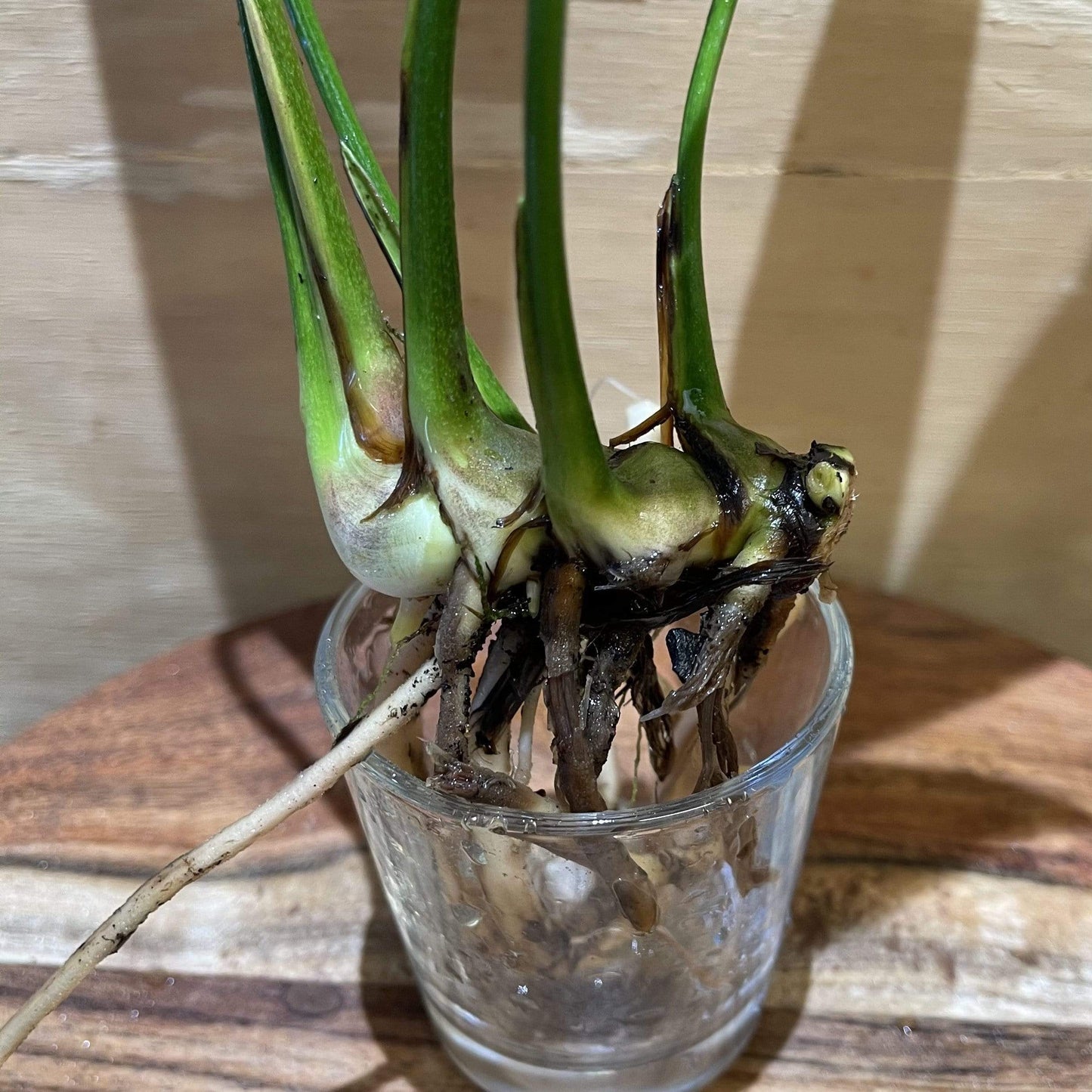 Pisces Enterprises Bare-root Plant Anubias Congensis Bare-root Large Anubias Congensis Bare-root - Aquarium Plants Australia